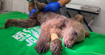 Yavru ayı Ormanya’da tedavi altında