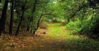 Kocaelide ormanlara giriş yasaklandı