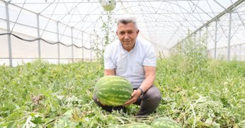 Kandıra Karpuzu’nda Hasat Şöleni Başladı!