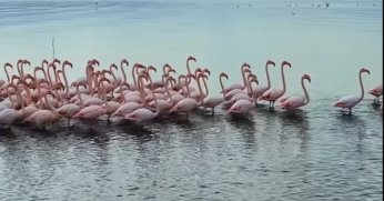 İzmit Körfezi’nde pembe flamingoların dansı