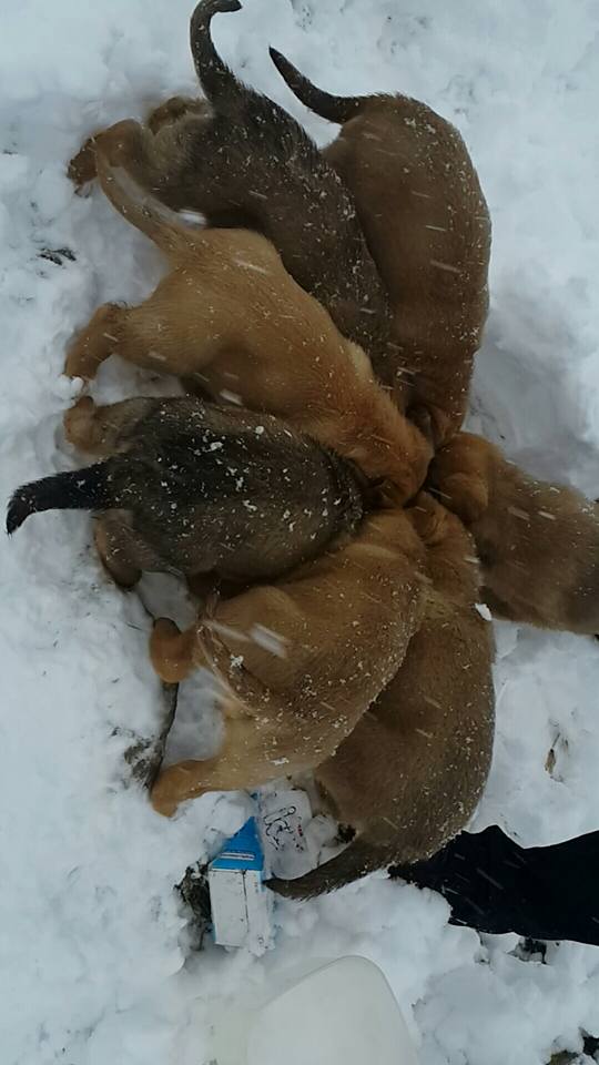 Kocaeli'den kar manzaraları