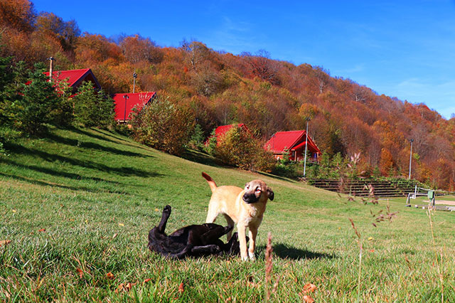 Diriliş Kampları sonbaharda bir başka güzel