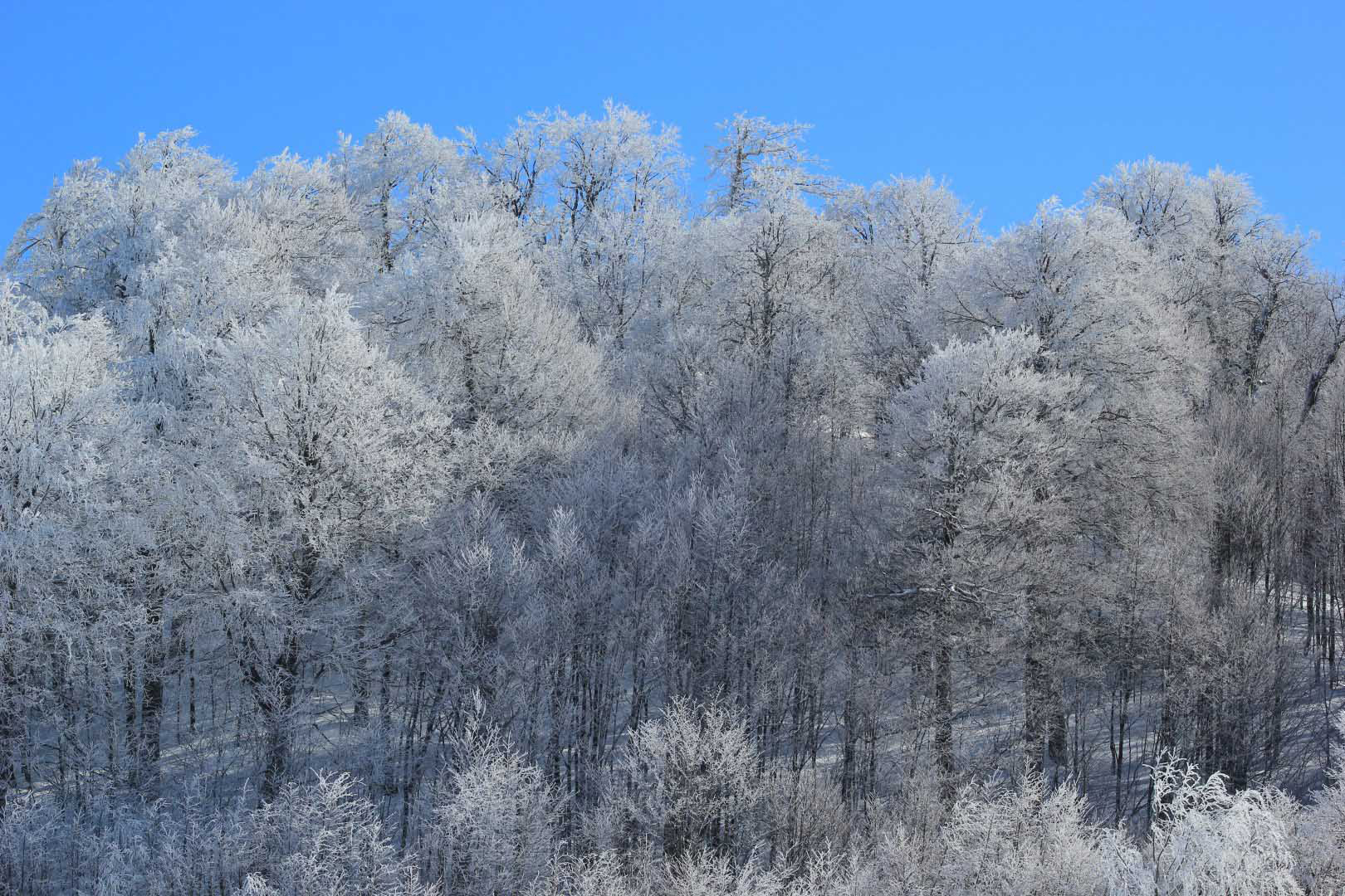 KOCAELİ BEYAZA BÜRÜNDÜ